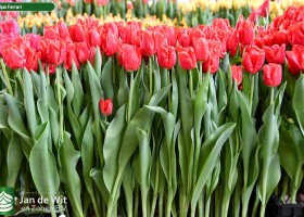 Tulipa Ferrari ® (1)